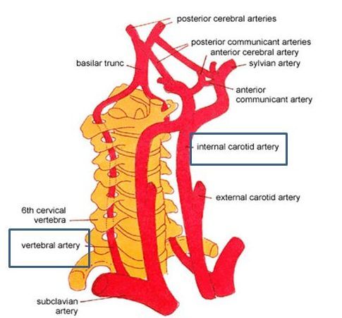 The brain is supplied by: Two internal carotid arteries. Two vertebral arteries. They lie within subarachnoid space. Their branches anastomose on inferior surface of brain to form Circle of Willis.